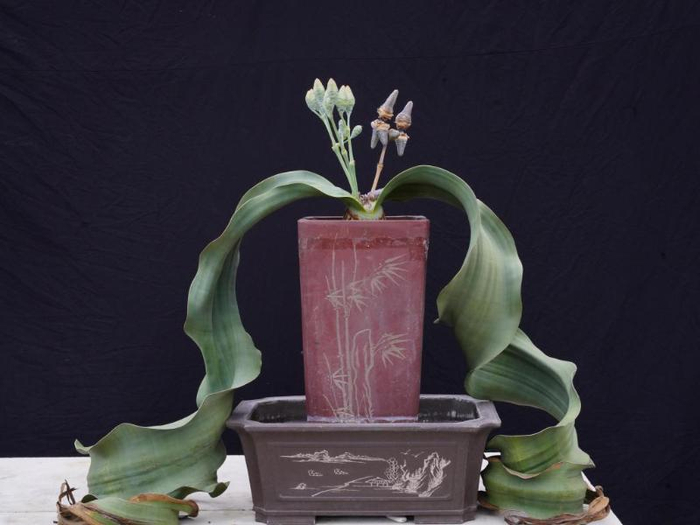 国家植物园中的千岁兰。（国家植物园供图）