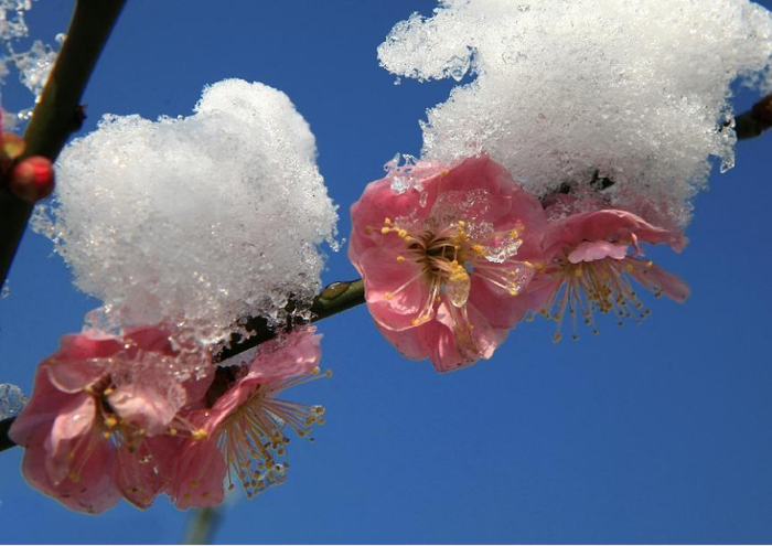 梅花 张小丁 摄