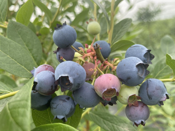 安徽蓝泽生态农业蓝莓基地蓝莓果挂满枝头