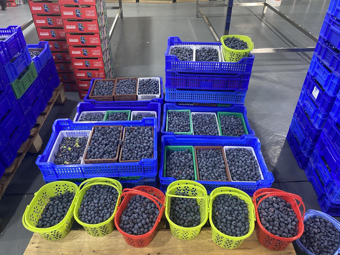 安徽蓝泽生态农业蓝莓基地冷链仓储中心等待分拣的蓝莓