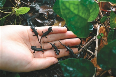     政府民间合力挽救镇海棘螈。（冯瑄 摄）