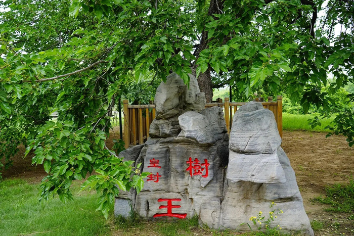 安定桑葚 图片来源于网络