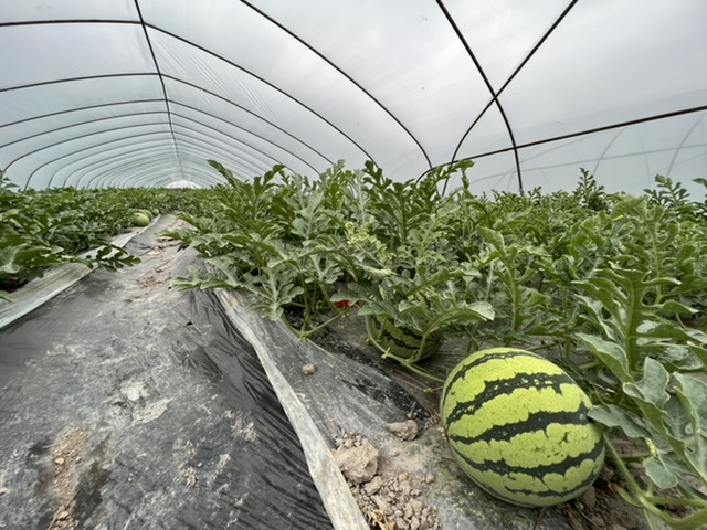 　“8424”品种西瓜。摄影：杨舒鸿吉