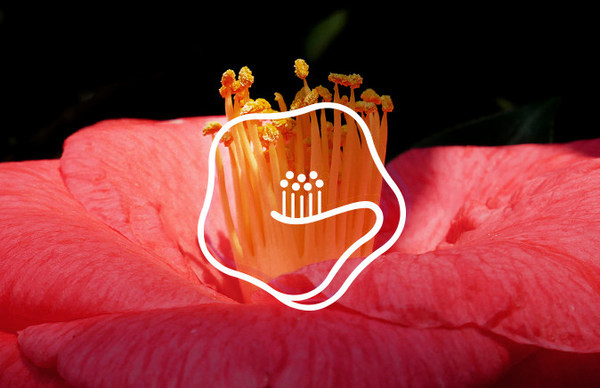 　　山茶花修护专家林清轩的第三代品牌LOGO发布