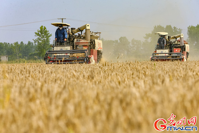 2022年5月24日，湖北省襄阳市，枣阳市吴店镇肖湾村，收割机正在田间作业收获小麦。杨东/摄