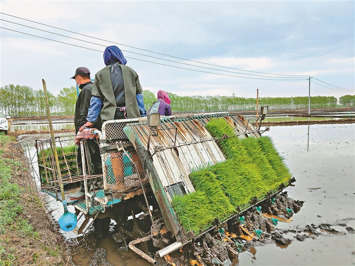     水稻种植合作社的社员在插秧。    宋国华 黑龙江日报全媒体记者 孙伟民摄
