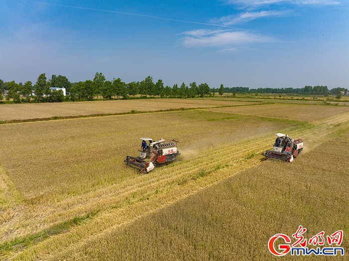 2022年5月24日，湖北省襄阳市，枣阳市吴店镇肖湾村，收割机正在田间作业收获小麦。杨东/摄