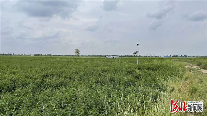 国家牧草产业技术体系沧州综合试验站成片的苜蓿。 河北日报记者白云摄