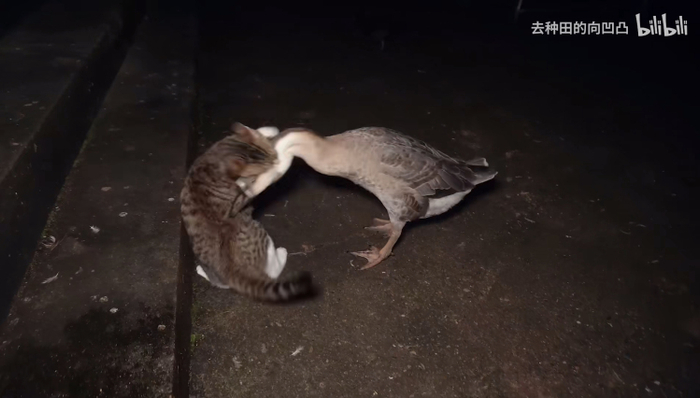  图源：B站「去种田的向凹凸」