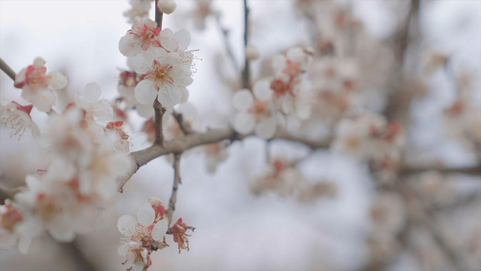 　　图片|梅花
