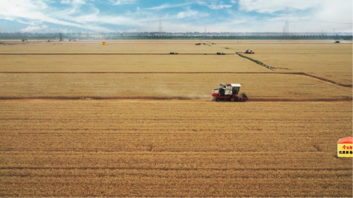 　　今麦郎优质麦生产基地