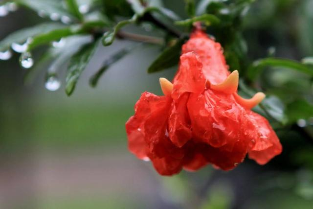 石榴花（图源网络）