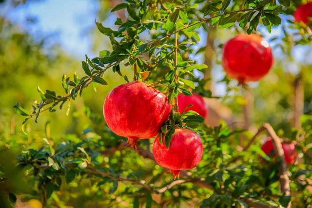 石榴（图源网络）