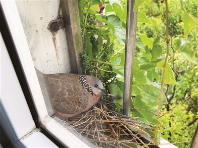     斑鸠妈妈在孵蛋。