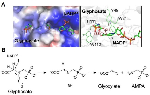 AKR4C17/NADP+/草甘膦复合体结构与草甘膦降解反应机制。戴隆海供图