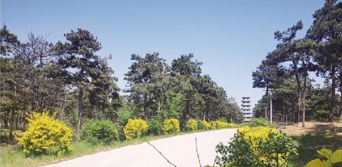         章古台镇的万亩松林郁郁葱葱。辽沈晚报记者 崔晋涛 摄