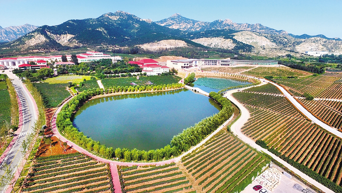     昌黎利用自身地理、环境优势，发展红酒产业。这是华夏酒庄。    本组图片由河北日报记者孙也达摄