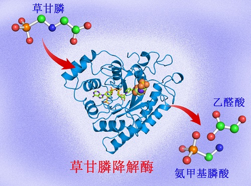 草甘膦降解酶作用机制示意图戴隆海供图