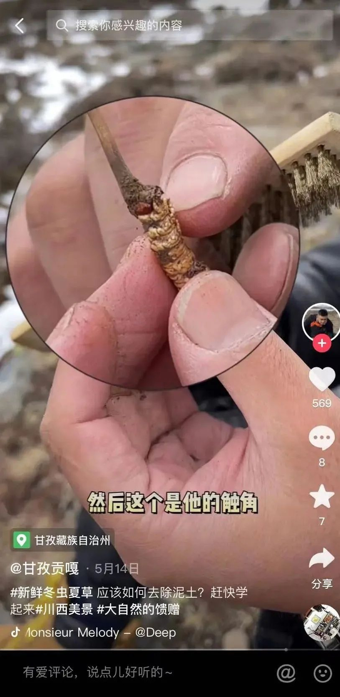 刷去表层泥土后，虫草会变得“漂亮”得多&nbsp;/ 图源该账号