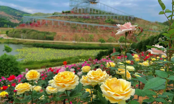 △ 图源 华辰玫瑰园