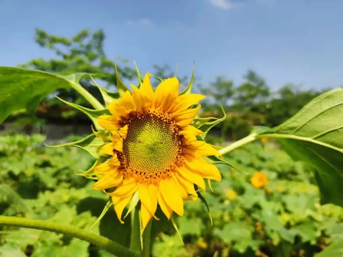 △  图源 四会桔子景区