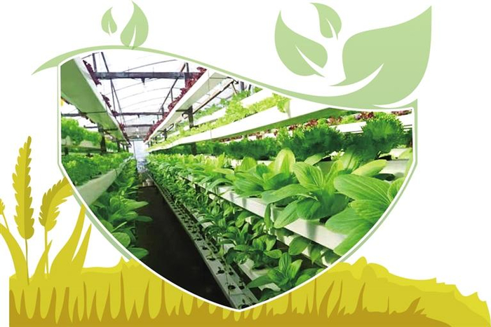 图为阿联酋垂直农业农场。经济日报记者　王俊鹏摄