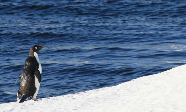 2010年1月24日，韩国一艘破冰船在西南极航行途中拍到帝企鹅。图/IC photo