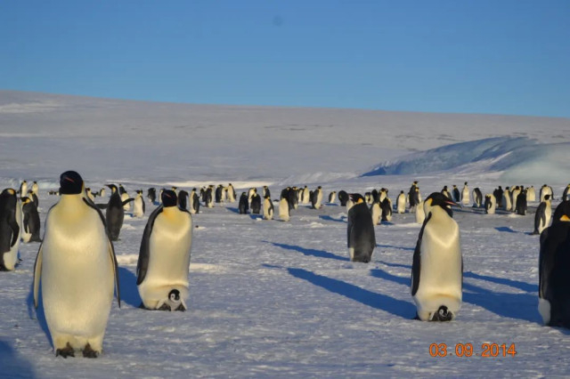 2014年，南极帝企鹅。受访者供图