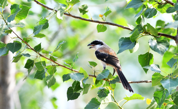 5月29日，在山东省滕州市西岗镇半阁村，一只伯劳鸟在枝头鸣叫。新华社发（李志军摄）