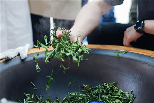 　　考察团体验制茶过程