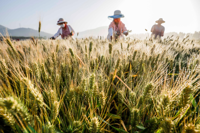 6月5日，河北省遵化市刘备寨乡安各寨村农民在麦田去除杂穗。新华社发（刘满仓摄）