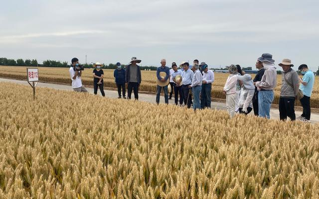 5月7日，中国农业科学院新乡基地，科学家们线上介绍农业科技进展。中国农科院供图