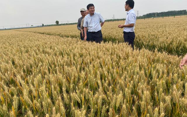 几十年中，基地攻克了许多育种的难关，也为无数科研单位提供着新的育种材料。中国农科院供图