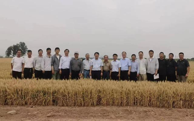 基地有1100多亩，常年驻扎着20多个育种团队。中国农科院供图