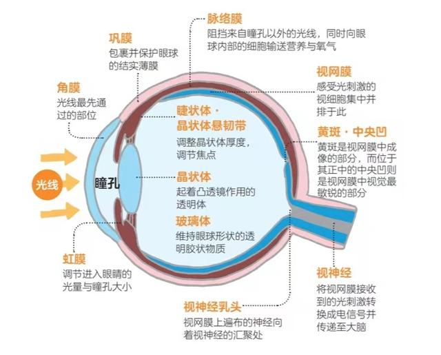 健康的人眼结构。（《拯救视力 图解指南》内页插图）