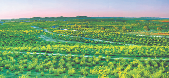 河北承德坝上地区灌木林。（来源：中国绿色时报）