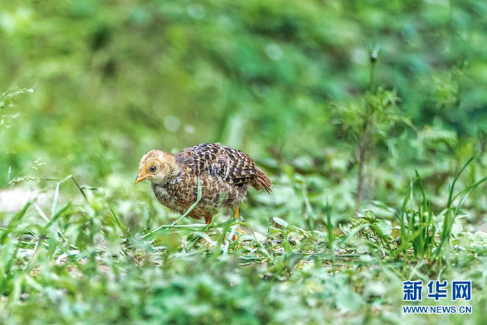 在重庆市南川区金佛山国家自然保护区，红腹锦鸡小宝宝在觅食。新华网发（瞿明斌 摄）