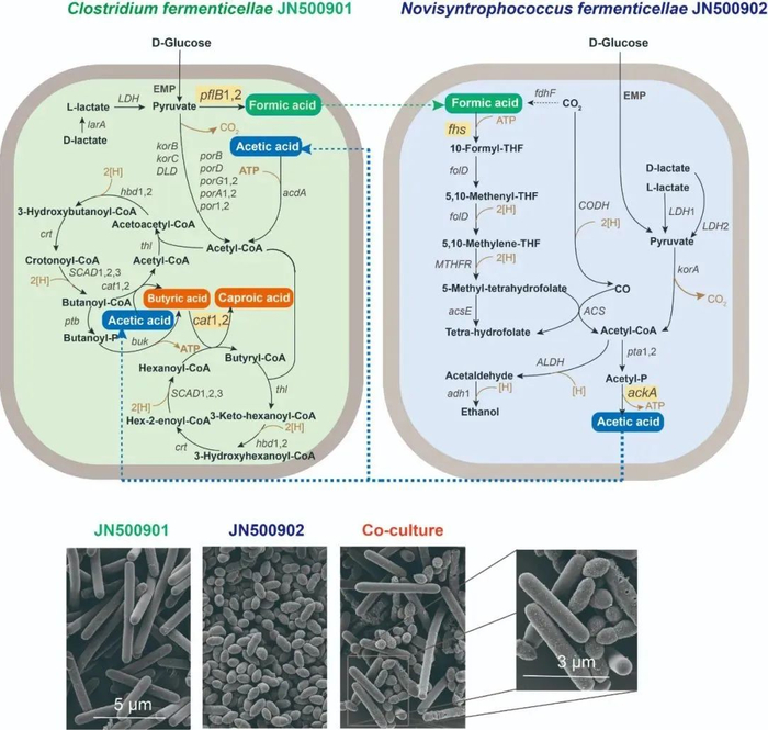 △老窖梭菌和老窖互营球菌的交互作用机制