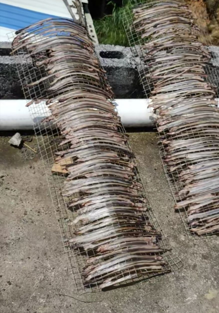 在完成破肚清洗等加工程序后，成片状的蚯蚓被摆放在铁架上晾晒 受访者供图