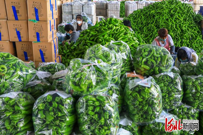 2022年6月10日，河北省唐山市滦南县姚王庄青河沿果菜批发市场里，农民在分拣装箱辣椒。 通讯员张永新摄
