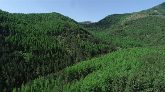 宁夏固原市原州区天然林资源修复保护工程（5月11日摄，无人机照片）。新华社记者 王鹏 摄