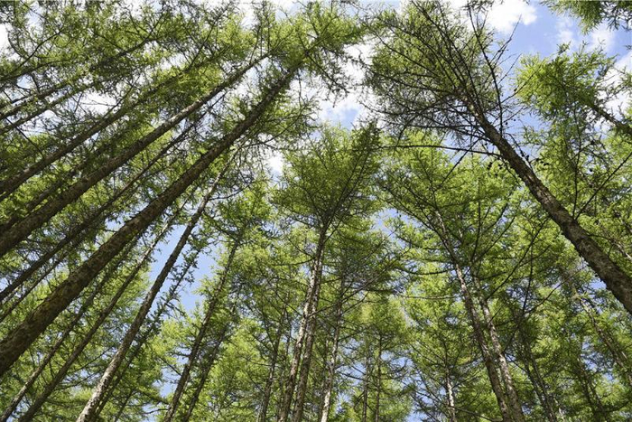 宁夏固原市原州区天然林资源修复保护工程（5月11日摄）。新华社记者 王鹏 摄