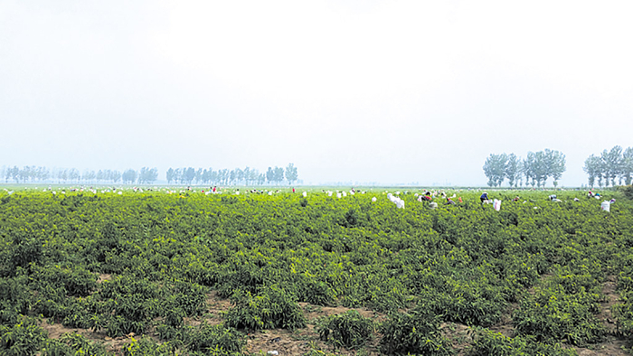 利民荣丰辣椒基地丰收场景