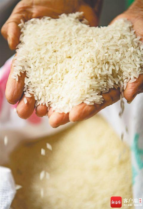 琼海市嘉积镇温泉村出产的杂优米。特约记者 蒙钟德 摄