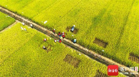 专家在三亚的一处稻田里对参评“海南好米”的水稻品种进行田间测产评议。尚野 摄