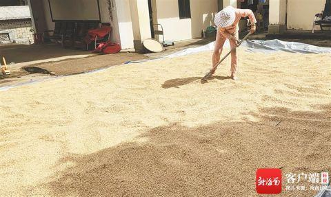 万宁市南桥镇出产的提纯复壮山栏稻。 周皓颖 摄