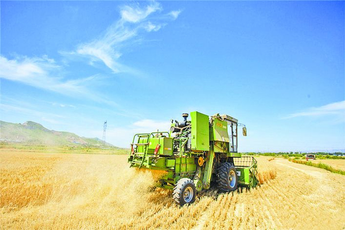 邯郸市夏收工作进展顺利。 通讯员 刘国桢 摄