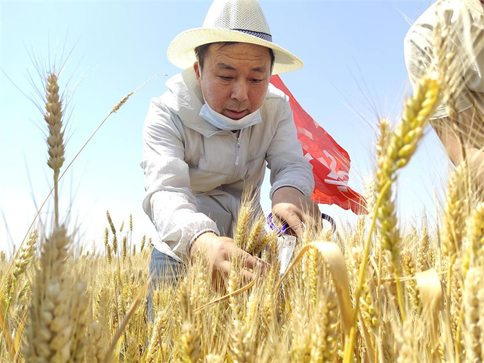 日前，邢台市举行第二届新型职业农民爱科技用科技大奖赛，图为工作人员在现场测产中。（邢台市科协供图）