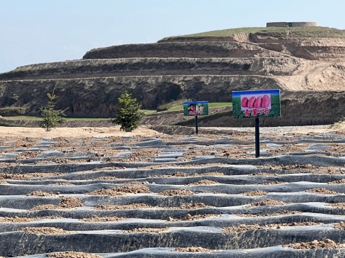 　　考察马铃薯种植点