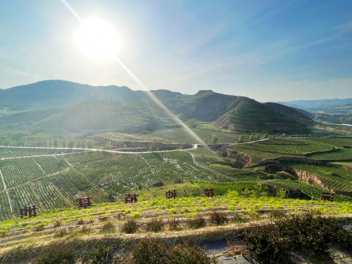　　考察金银花基地